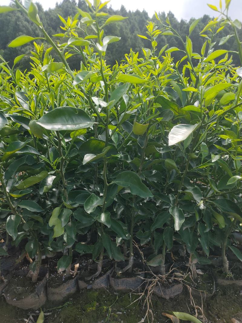 明日见，一手货源，易剥皮，口感甜度高，杯苗，裸根苗均有