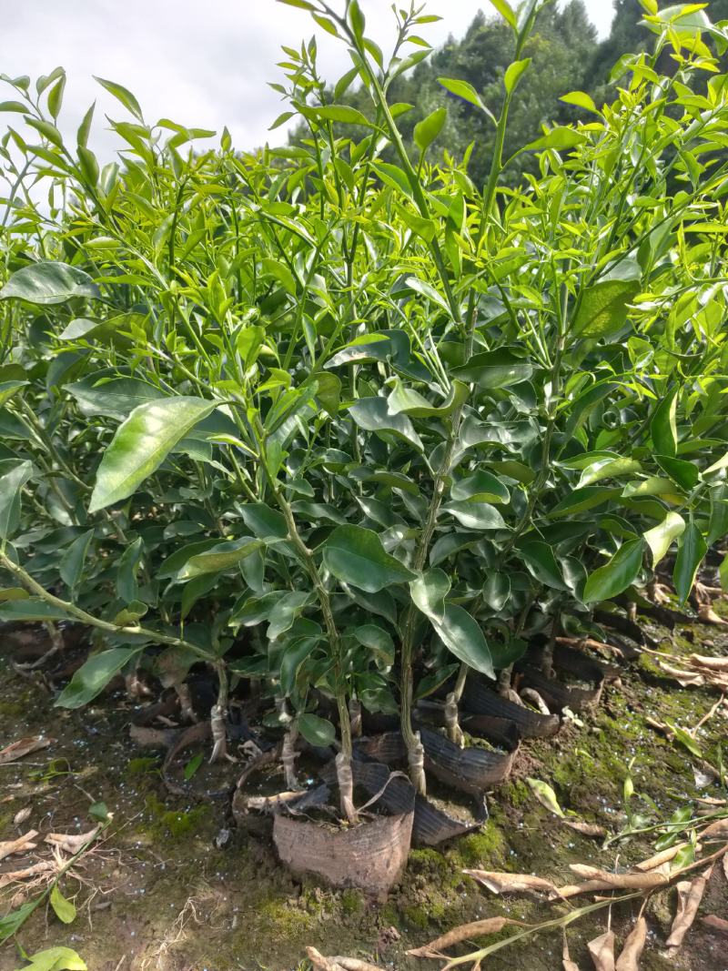 明日见，一手货源，易剥皮，口感甜度高，杯苗，裸根苗均有