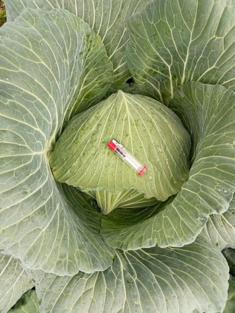 基地直供绿圆4号脆甜圆包菜
