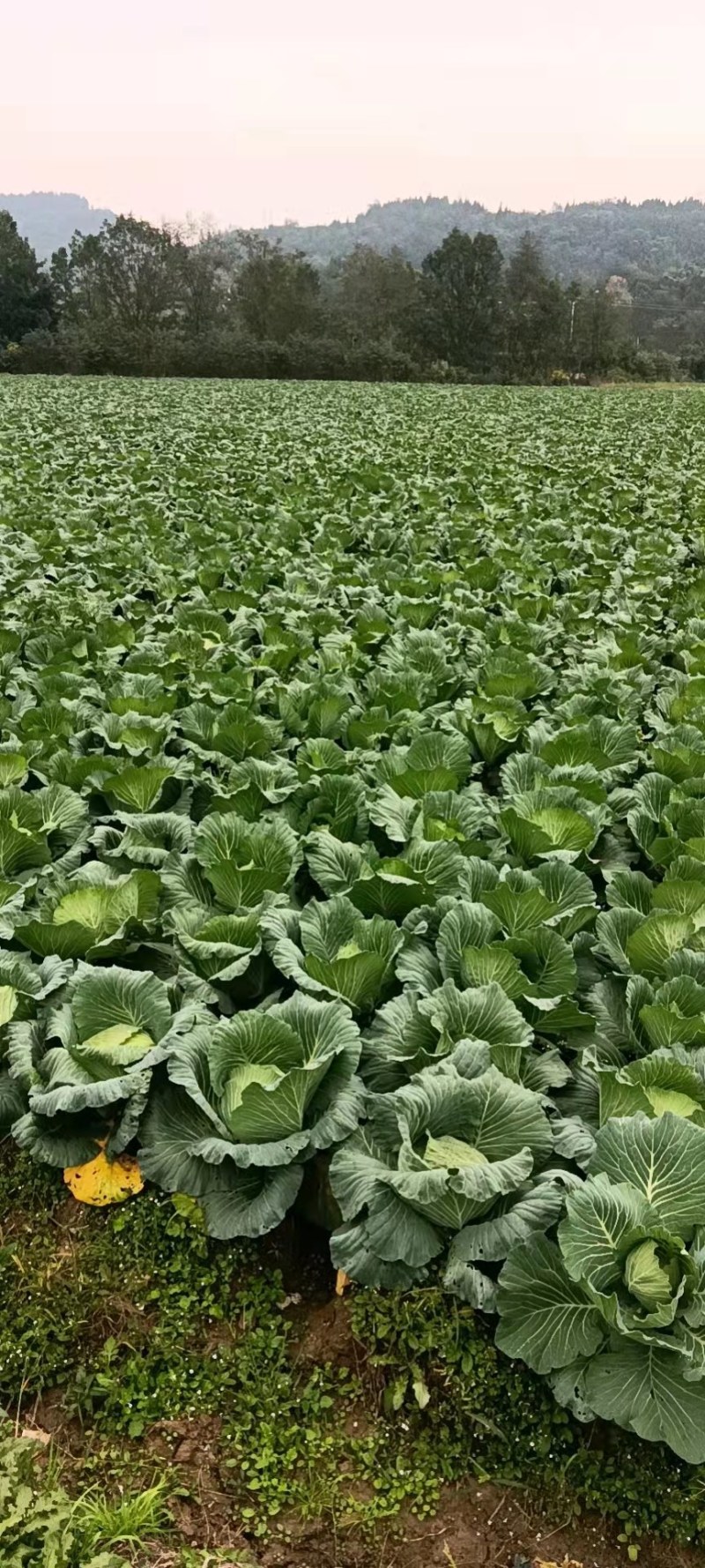 基地直供绿圆4号脆甜圆包菜