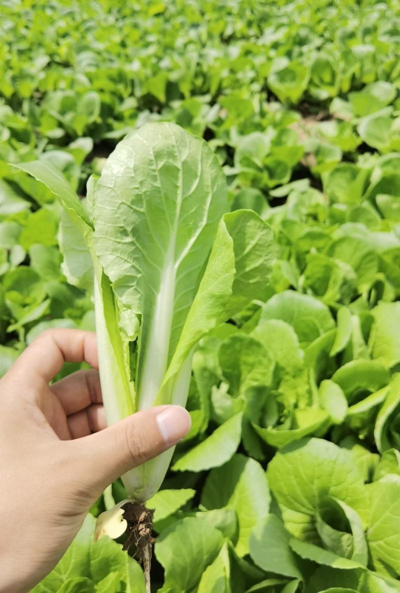 山东曹县快菜，精品快菜，保质保量，货源充足