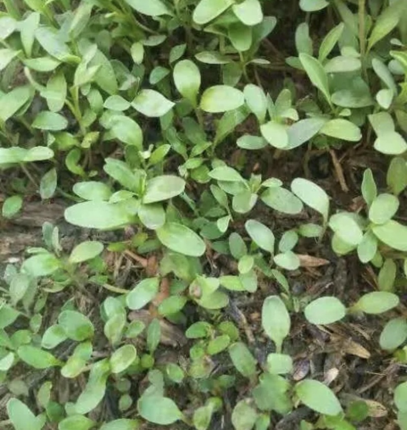 板蓝根种子