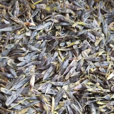 板蓝根种子