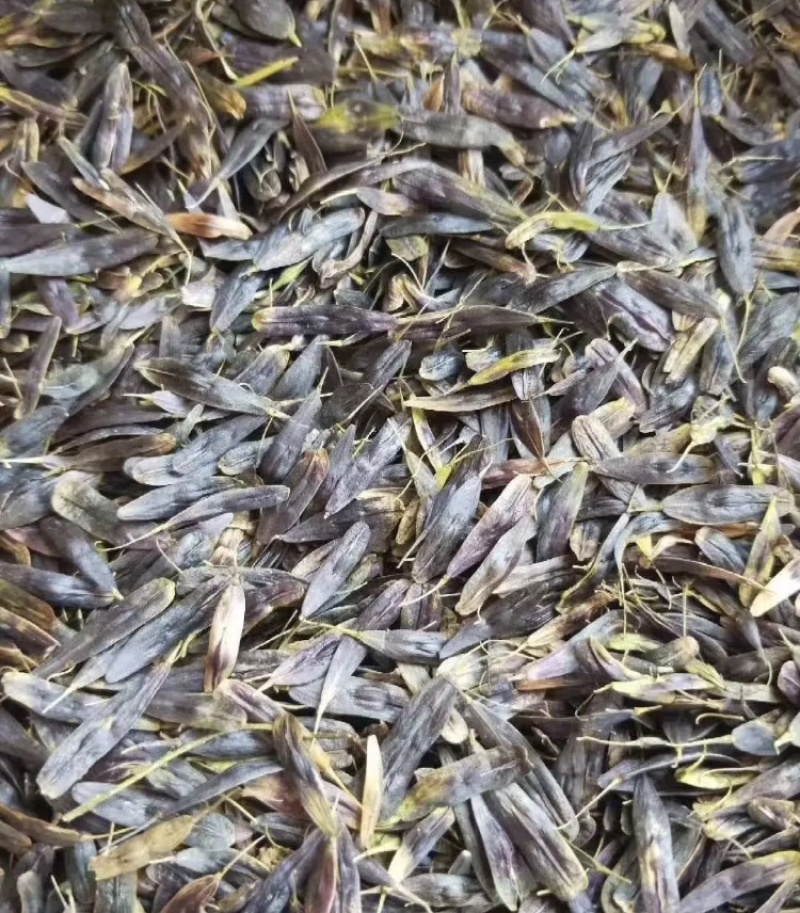 板蓝根种子