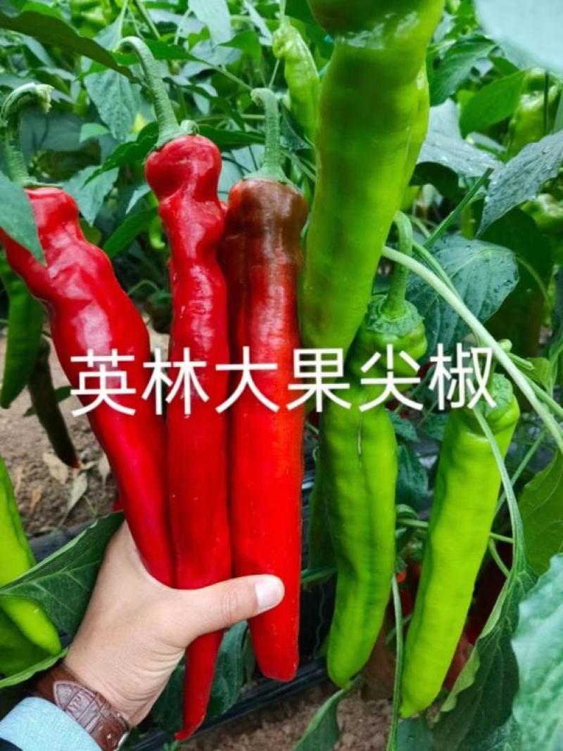 大果型黄绿皮尖椒苗薄皮红黄尖椒苗批发红绿两收高产