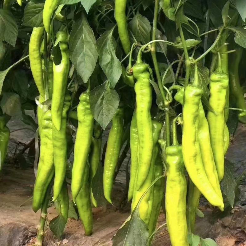 大果型黄绿皮尖椒苗薄皮红黄尖椒苗批发红绿两收高产