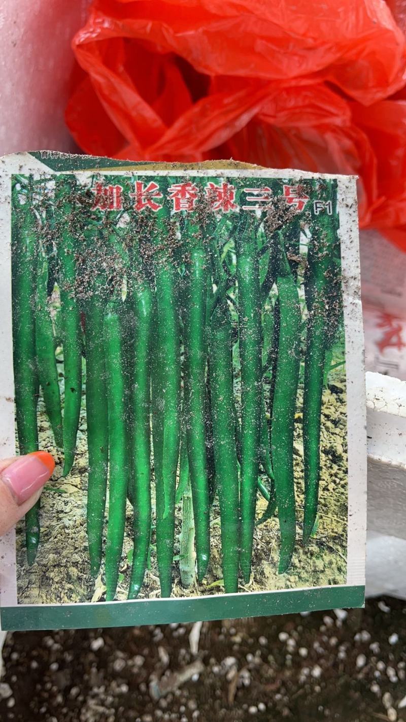 全国供应线辣椒苗露天黑线黄线苗红绿两收皮薄味辣