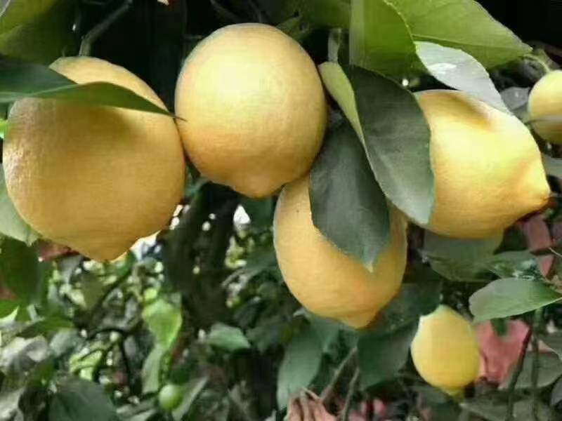 优力克黄果通货柠檬食用护肤天然无任何添加剂放心使用