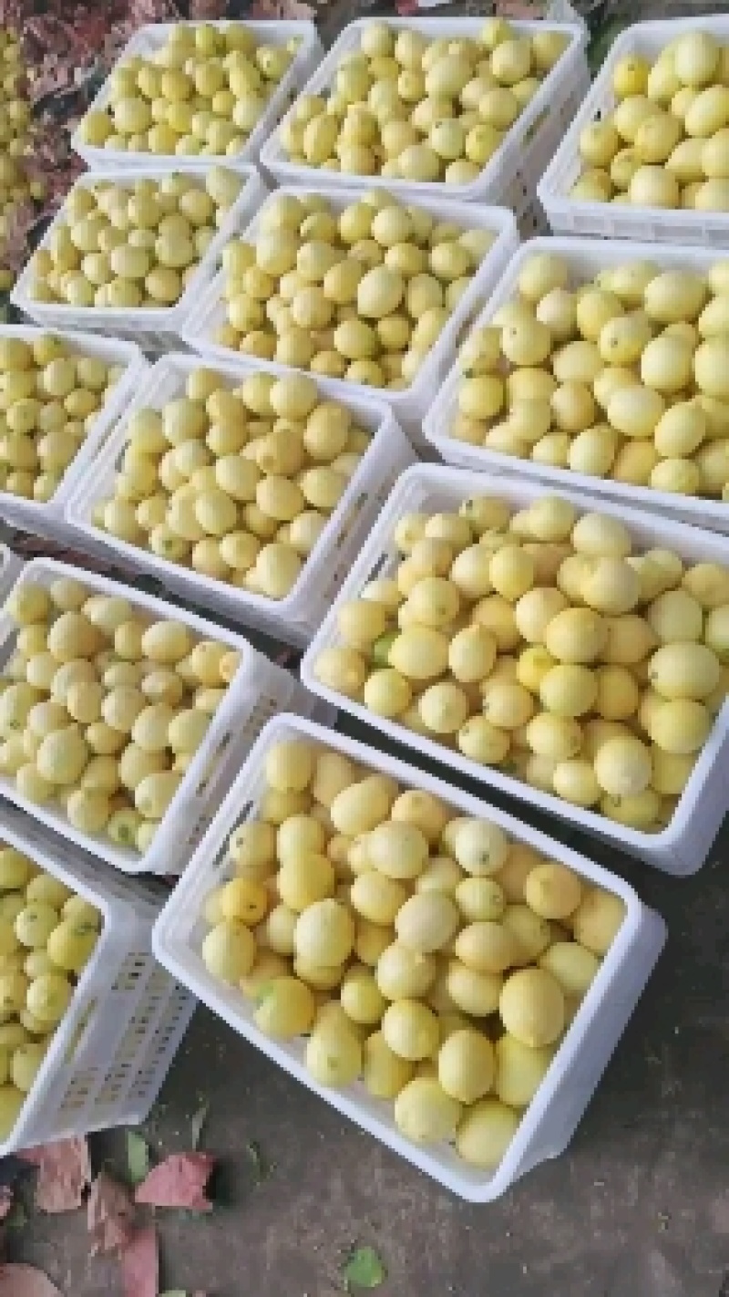 优力克黄果通货柠檬食用护肤天然无任何添加剂放心使用