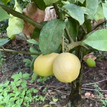 优力克黄果通货柠檬食用护肤天然无任何添加剂放心使用