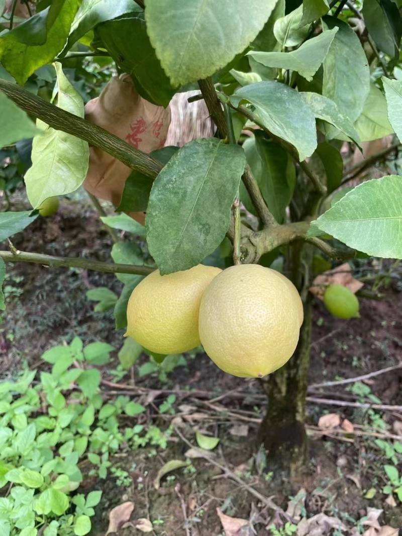 优力克黄果通货柠檬食用护肤天然无任何添加剂放心使用