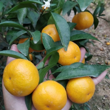 南丰蜜橘湖北黄冈大别山新鲜小橘子