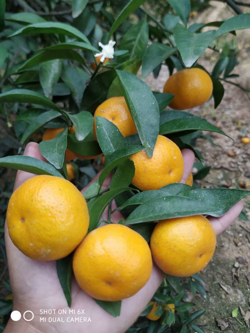 南丰蜜橘湖北黄冈大别山新鲜小橘子