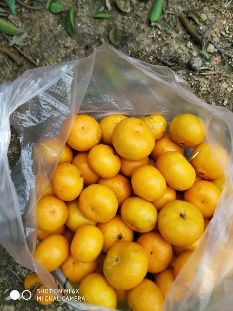 南丰蜜橘湖北黄冈大别山新鲜小橘子