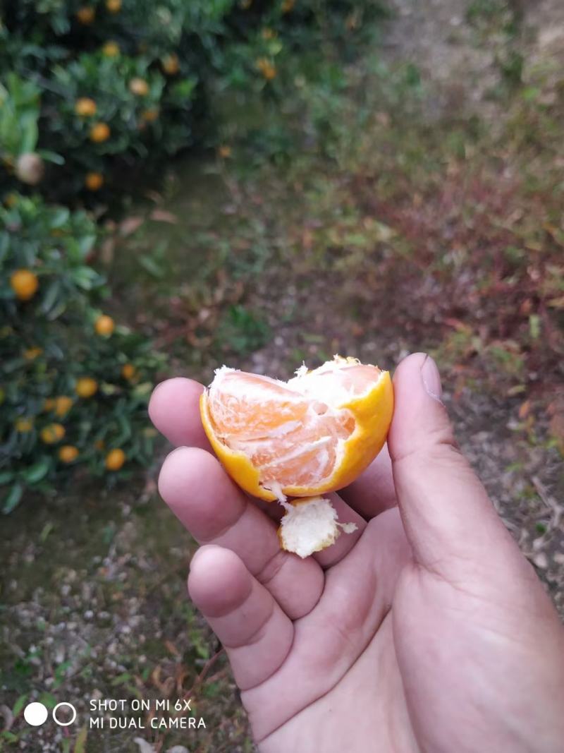 南丰蜜橘湖北黄冈大别山新鲜小橘子