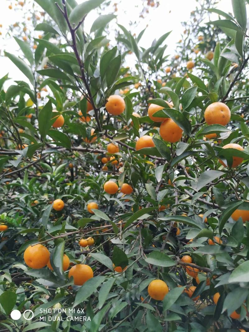 南丰蜜橘湖北黄冈大别山新鲜小橘子
