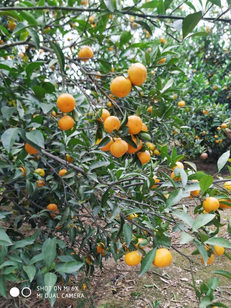 南丰蜜橘湖北黄冈大别山新鲜小橘子