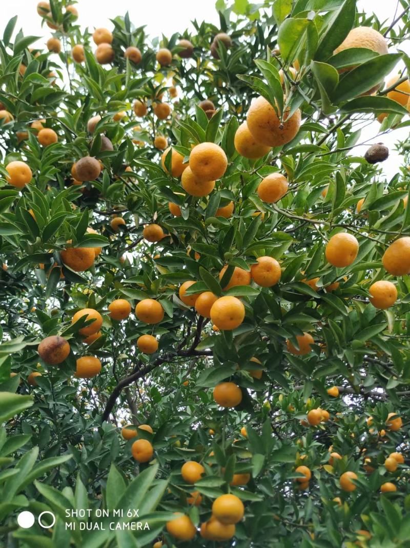 南丰蜜橘湖北黄冈大别山新鲜小橘子
