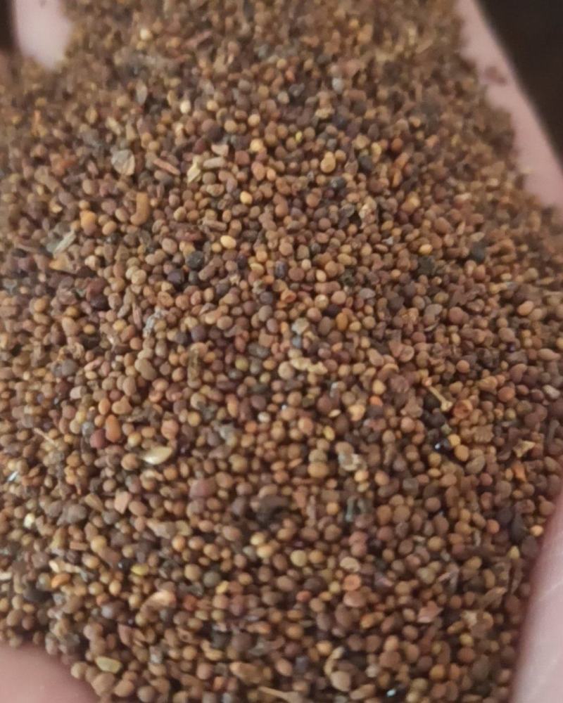 菟丝子中药材批发菟丝子产地直销质量保证量大从优