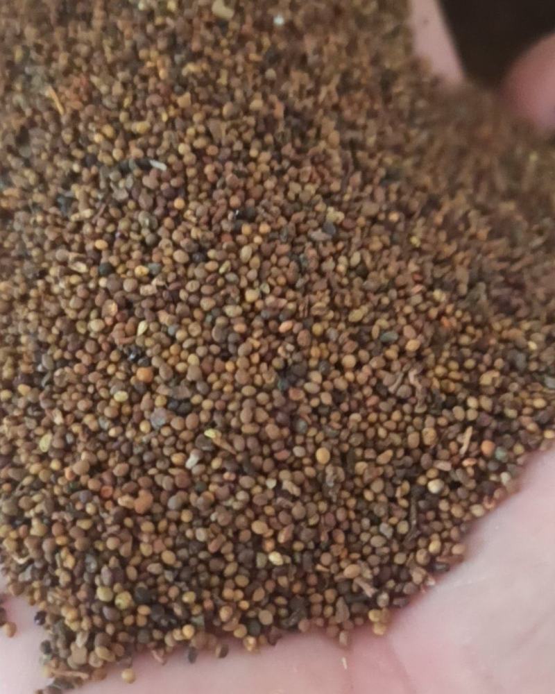 菟丝子中药材批发菟丝子产地直销质量保证量大从优