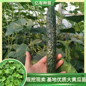 寿光黄瓜苗强雌全雌大黄瓜苗德瑞特系列瓜条长直高产