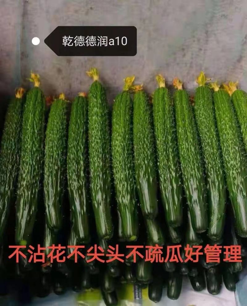 寿光黄瓜苗强雌全雌大黄瓜苗德瑞特系列瓜条长直高产