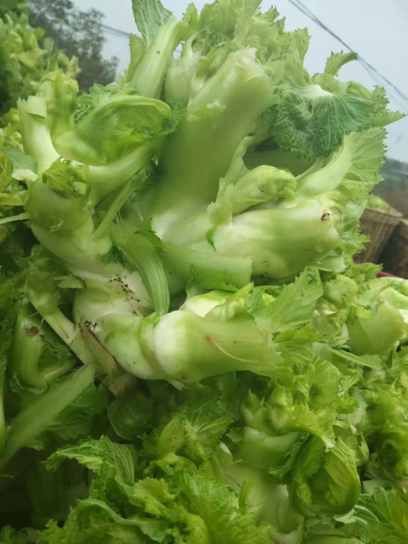 四川精品儿菜，对接电商，超市，加工厂，泡菜厂