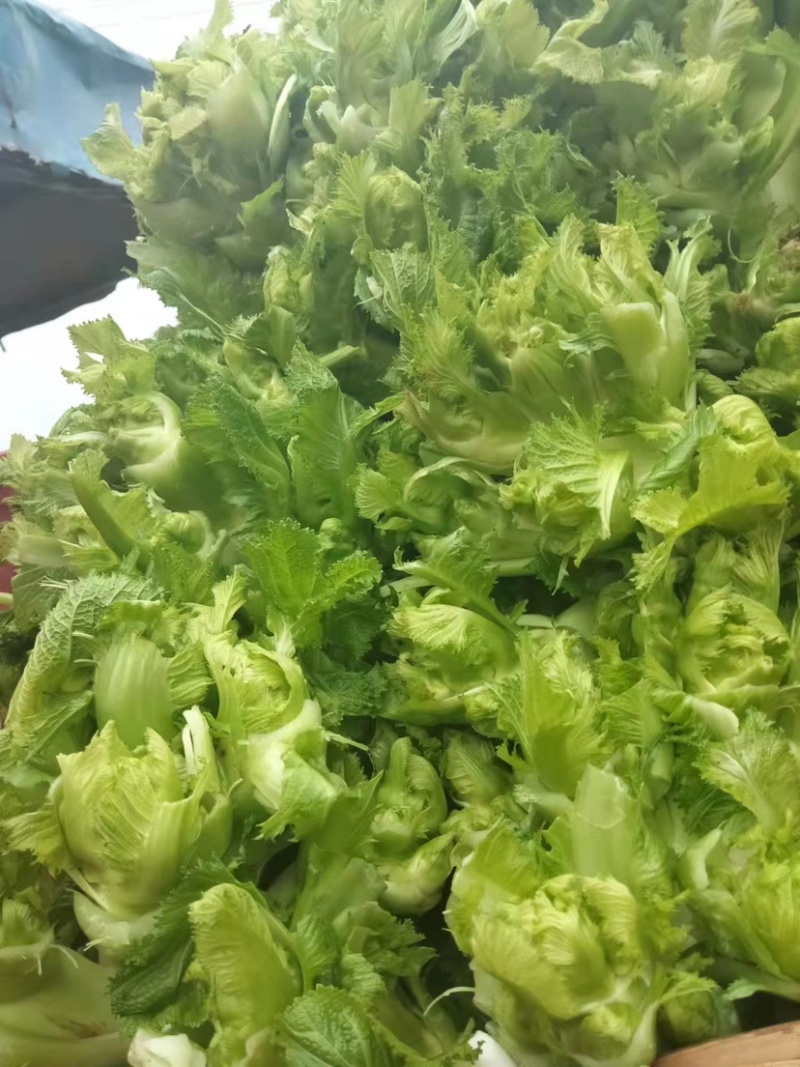 四川精品儿菜，对接电商，超市，加工厂，泡菜厂