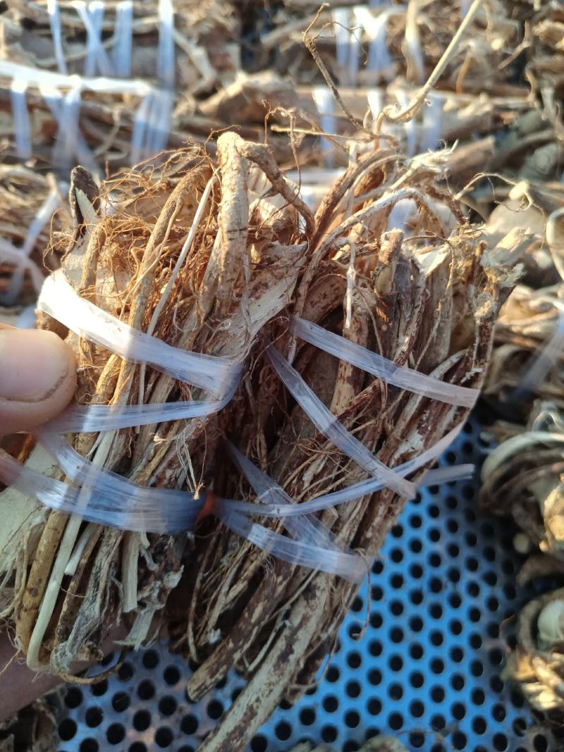 纯野生五指毛桃小扎把，加工厂一手货源，大量批发!