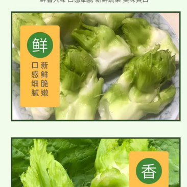 四川精品儿菜，对接电商，超市，加工厂，泡菜厂
