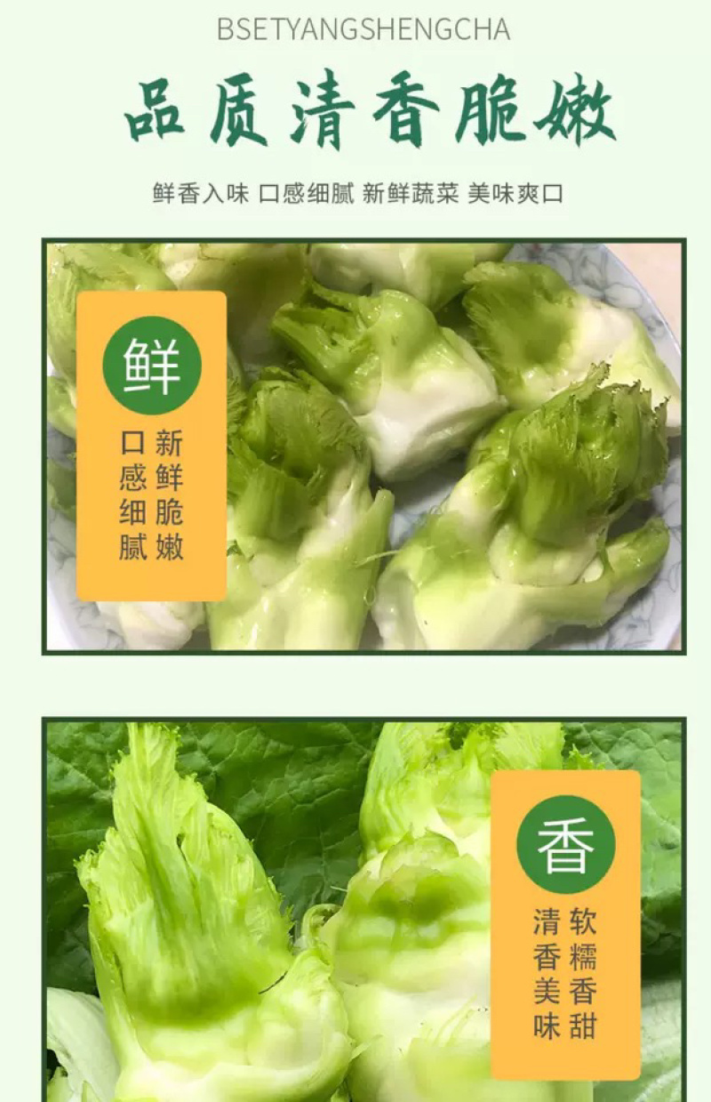 四川精品儿菜，对接电商，超市，加工厂，泡菜厂