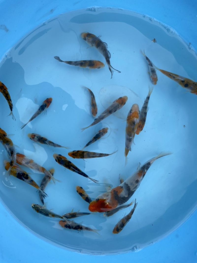 锦鲤鱼苗5-10cm、红白、三色、松叶、昭和。