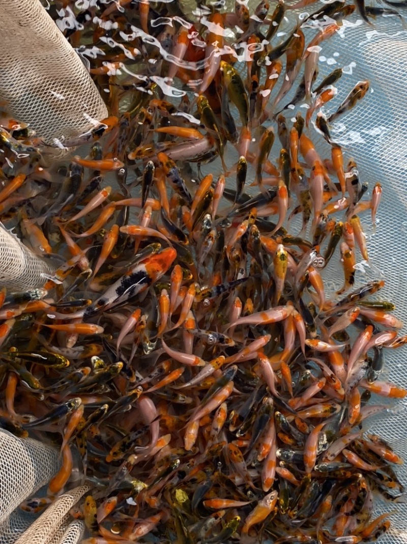 锦鲤鱼苗5-10cm、红白、三色、松叶、昭和。