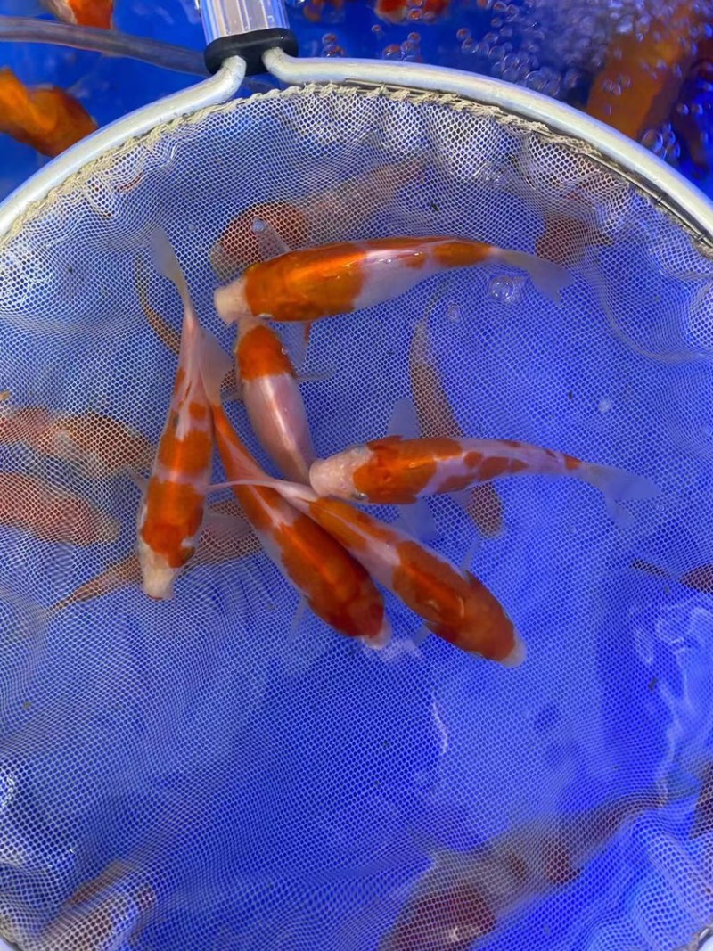 锦鲤鱼苗5-10cm、红白、三色、松叶、昭和。