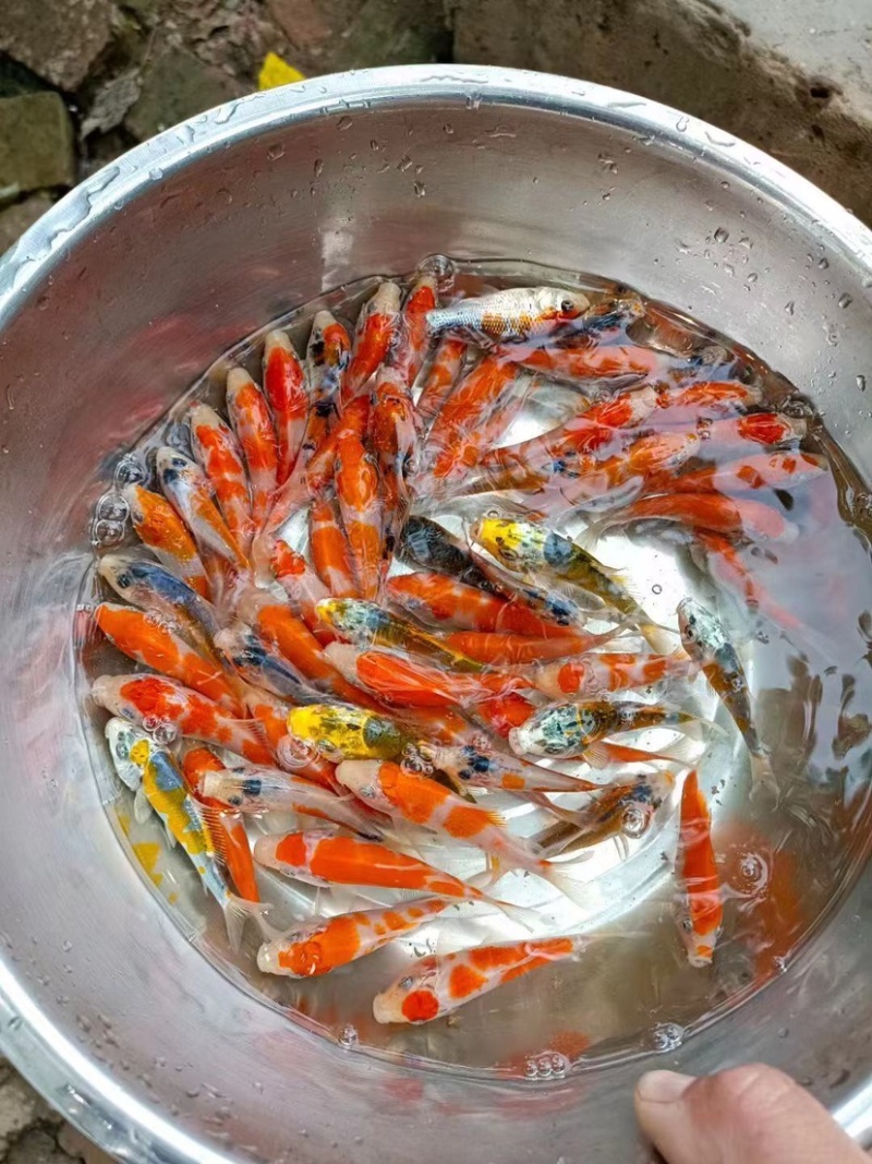 锦鲤鱼苗5-10cm、红白、三色、松叶、昭和。