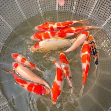 锦鲤鱼苗5-10cm、红白、三色、松叶、昭和。