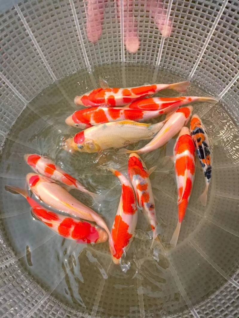 锦鲤鱼苗5-10cm、红白、三色、松叶、昭和。