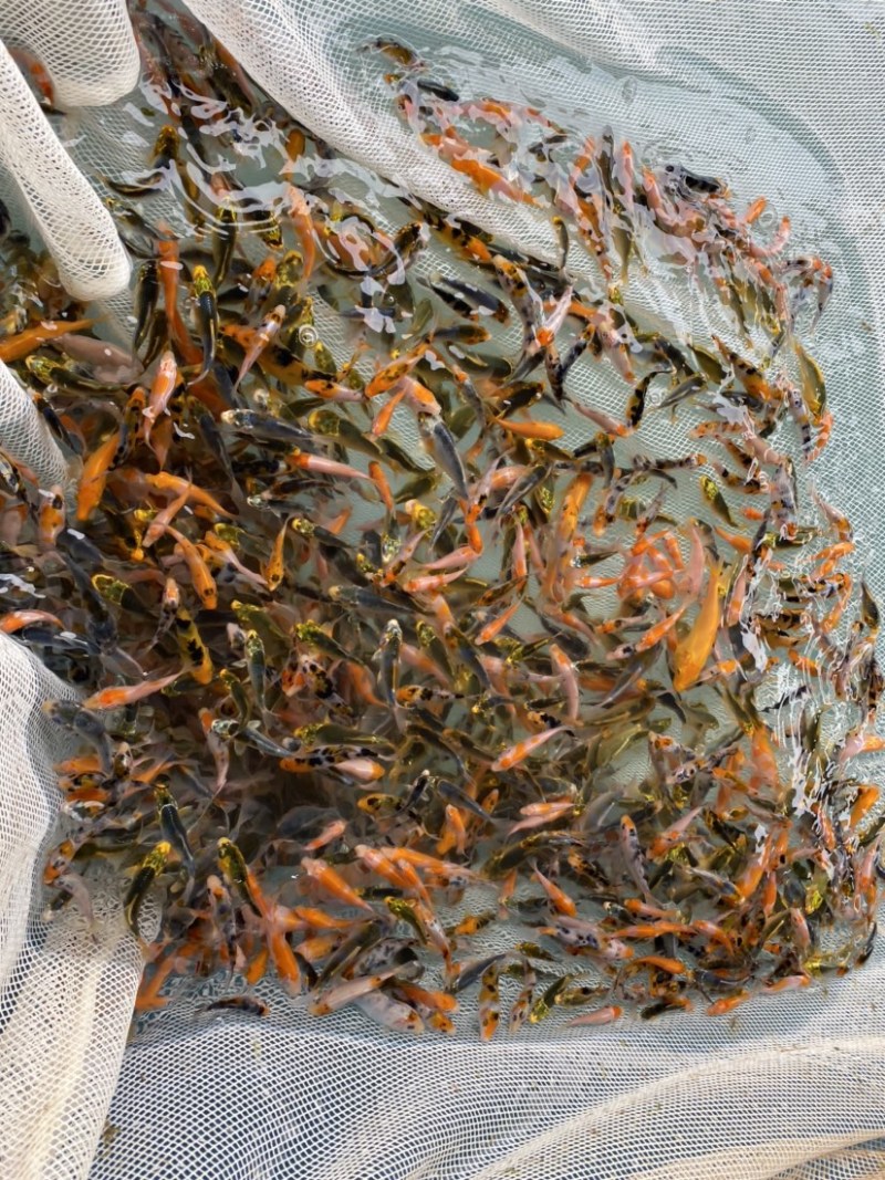 锦鲤鱼苗5-10cm、红白、三色、松叶、昭和。