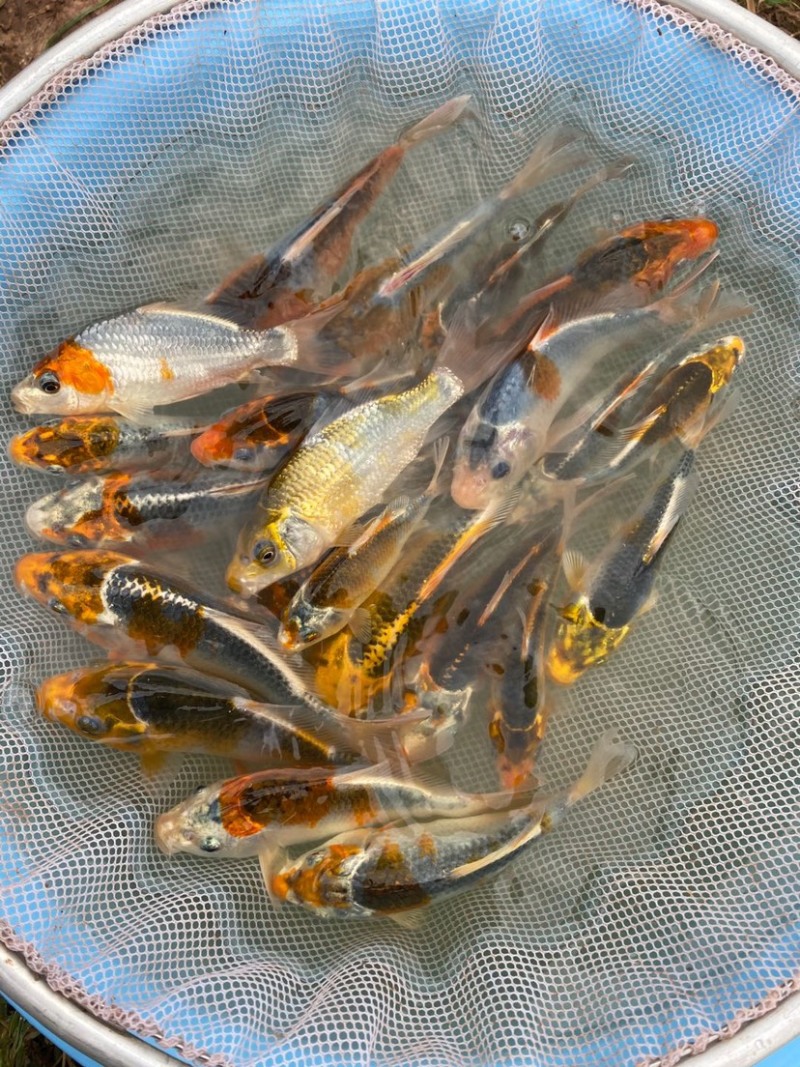 锦鲤鱼苗5-10cm、红白、三色、松叶、昭和。