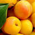 杏子苗，一手货源，品种纯正，规格齐全，从0.6到4公分