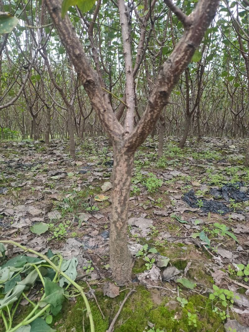 杏子苗，一手货源，品种纯正，规格齐全，从0.6到4公分