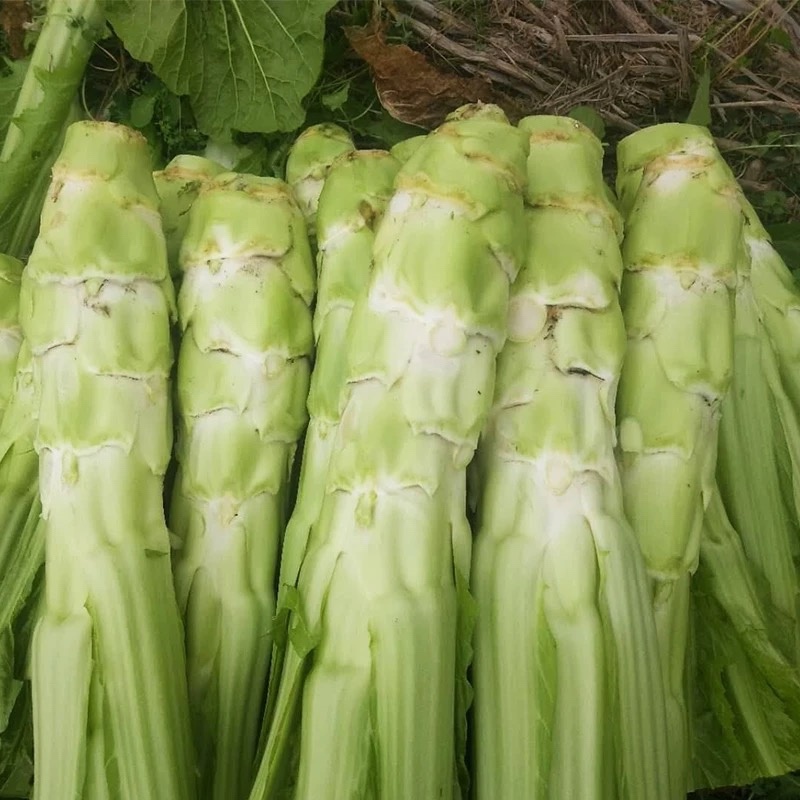 棒菜四川精品棒菜，新鲜供应，电商，平台，超市