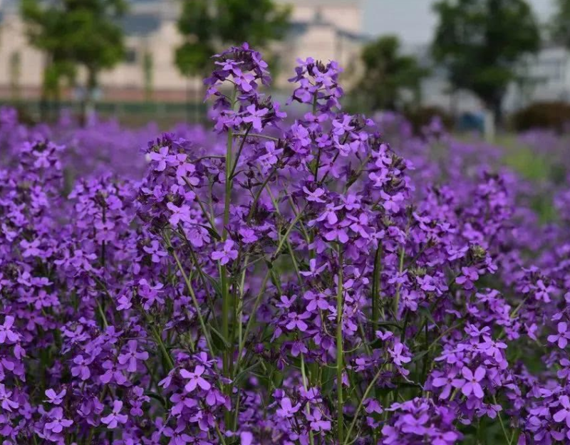 蓝香芥种子/四季开花/道路庭院阳台花海花卉种子