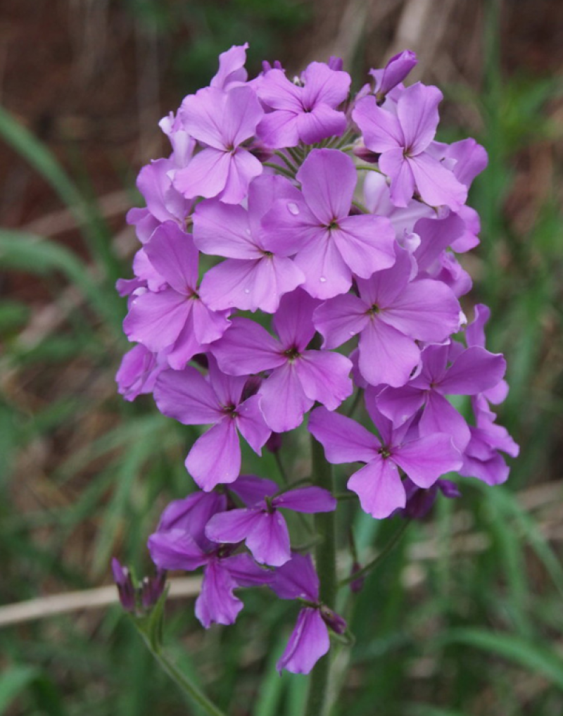 蓝香芥种子/四季开花/道路庭院阳台花海花卉种子