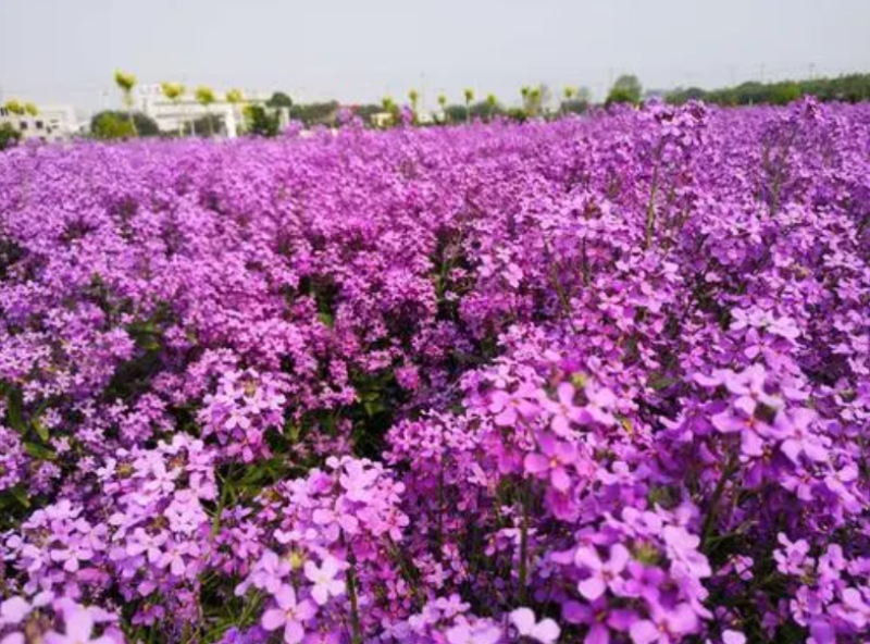 蓝香芥种子/四季开花/道路庭院阳台花海花卉种子