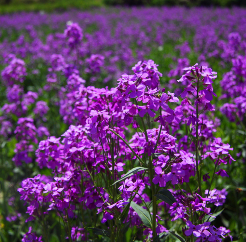 蓝香芥种子/四季开花/道路庭院阳台花海花卉种子