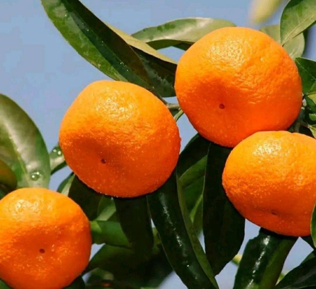 明日见柑桔果园