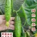 旱黄瓜苗批发田娇7号9号大刺溜黄瓜种苗未来系列黄瓜苗
