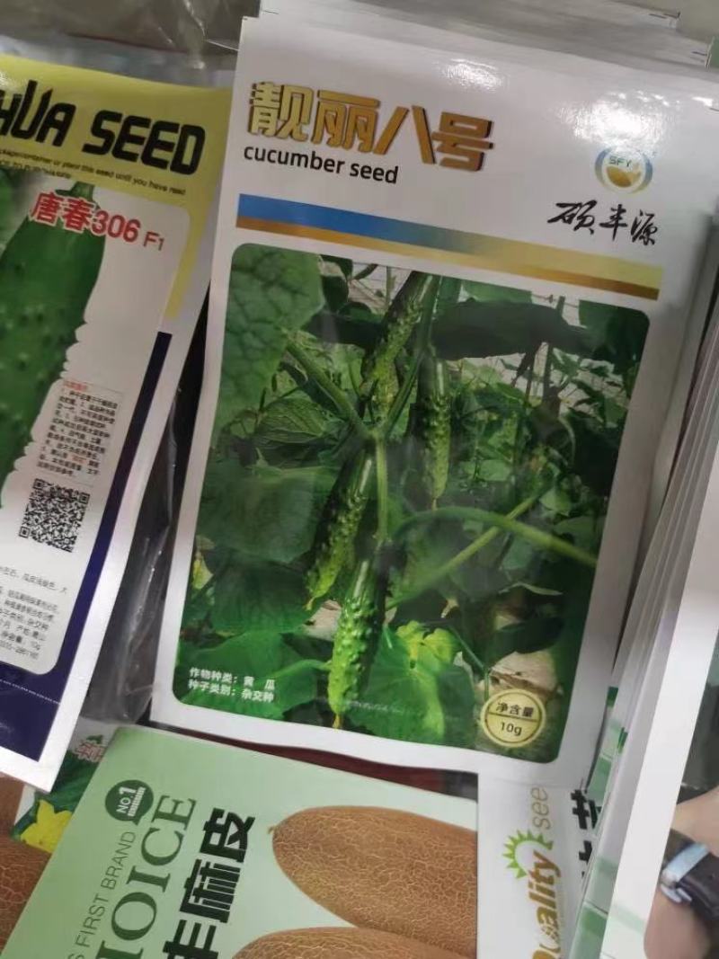旱黄瓜苗批发田娇7号9号大刺溜黄瓜种苗未来系列黄瓜苗