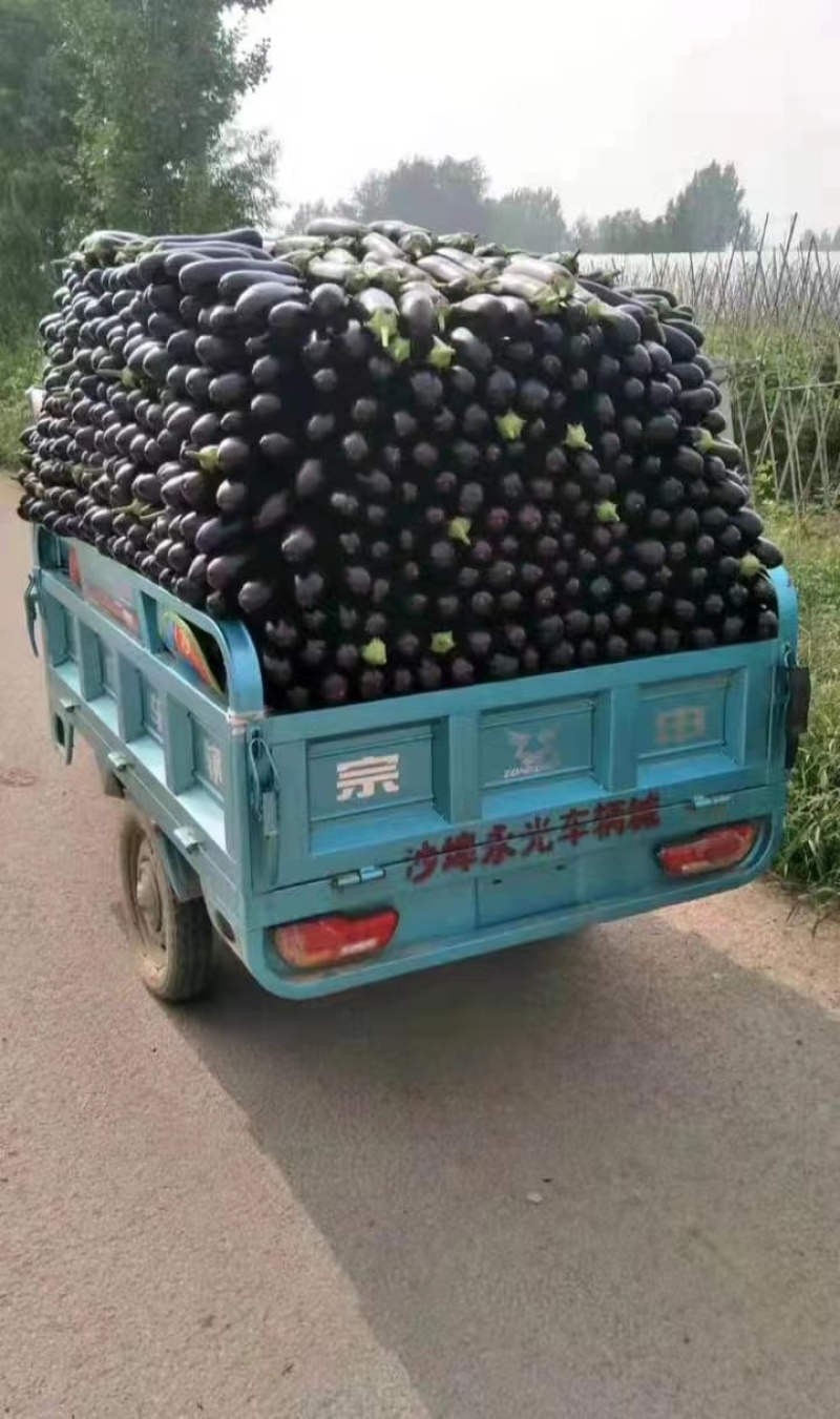 产地直发，超市专供，全国发货，物美价廉，精品紫茄子